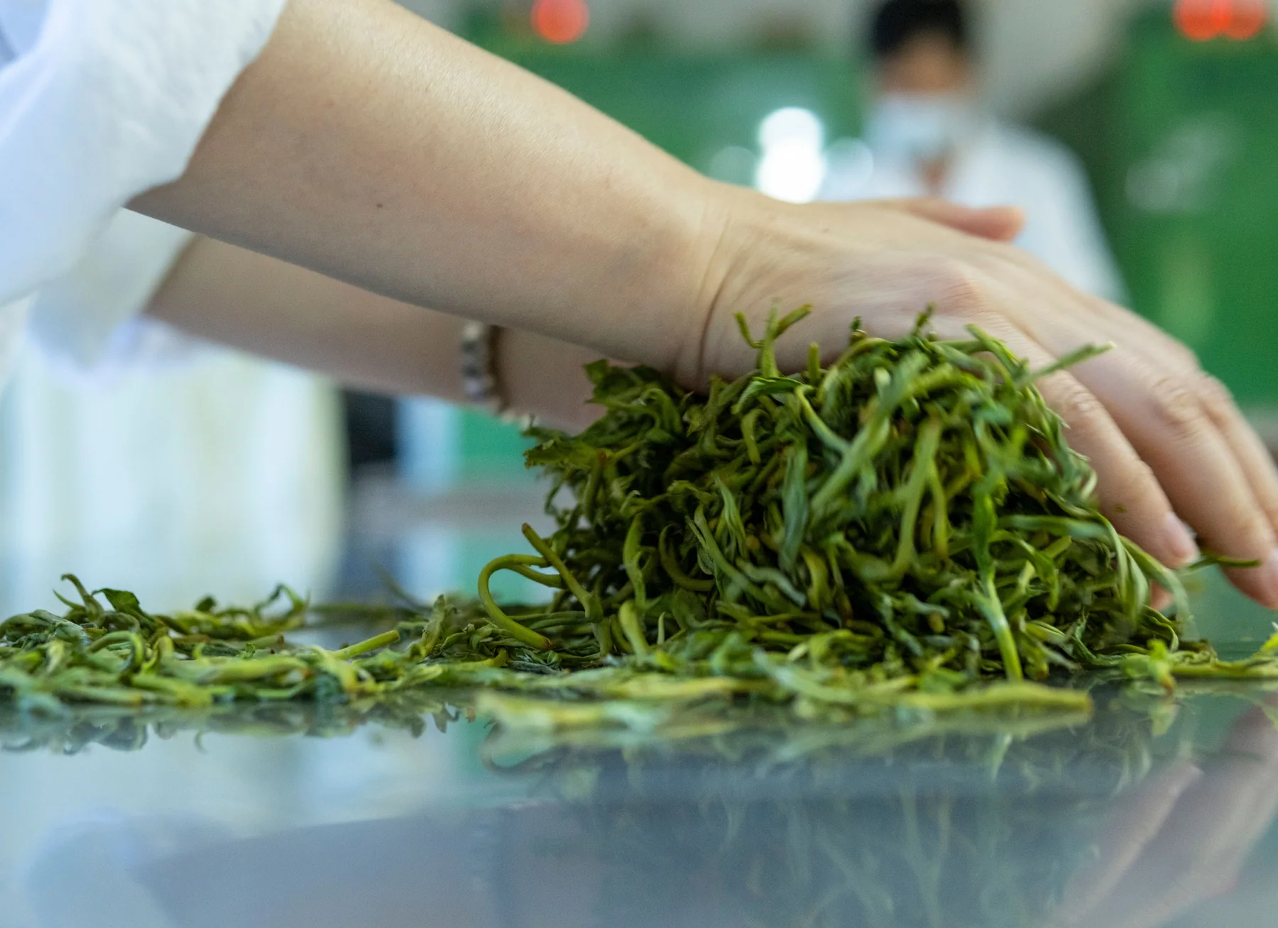 Freshly picked tea leaves being sorted by hand in Yunnan, China